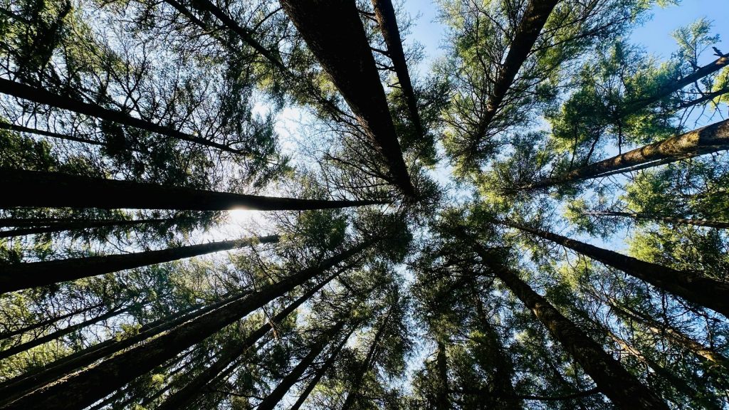 trees and light symbolising supervision